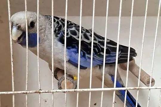 Rozella królewska samiec, Wielkopolskie, Lubiechowo