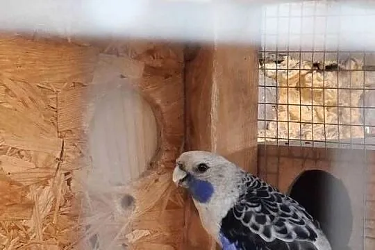 Rozella królewska samiec, Wielkopolskie, Lubiechowo