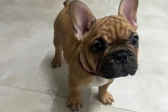 Buldog Francuski suczka  BuFu - Joko, Pomorskie, Kiełpino