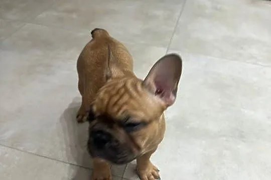 Buldog Francuski suczka  BuFu - Joko, Pomorskie, Kiełpino