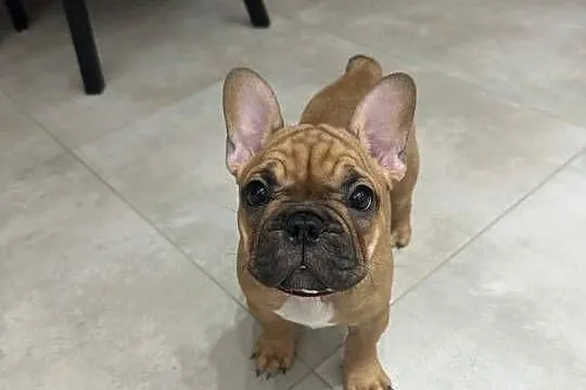 Buldog Francuski suczka  BuFu - Joko, Pomorskie, Kiełpino