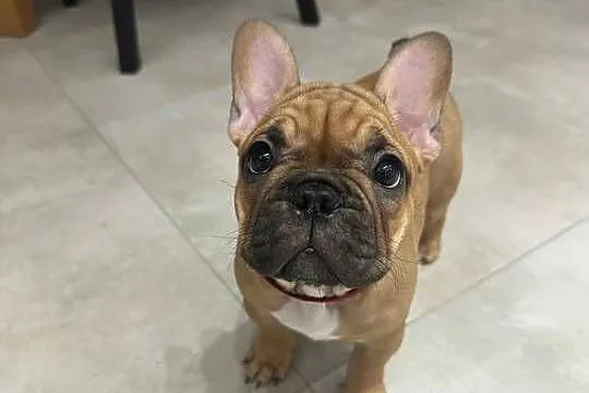 Buldog Francuski suczka  BuFu - Joko, Pomorskie, Kiełpino