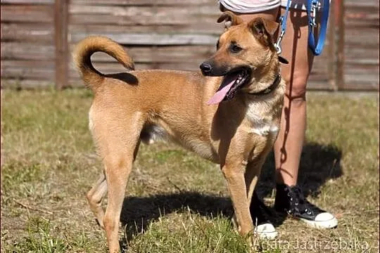 Pies Dingo :)