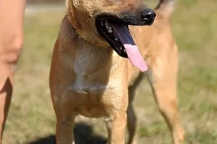 Pies Dingo :)