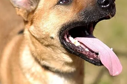 Pies Dingo :)