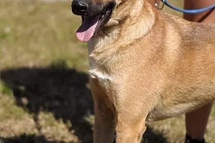 Pies Dingo :)