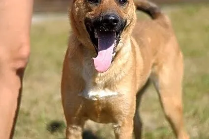 Pies Dingo :)