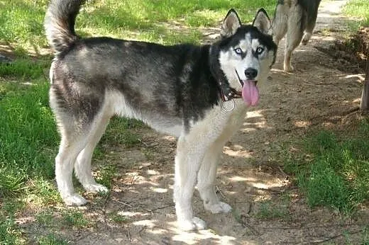 Wandzio - szukamy domu dla pięknego, łagodnego siberian husky, Kundelki cała Polska