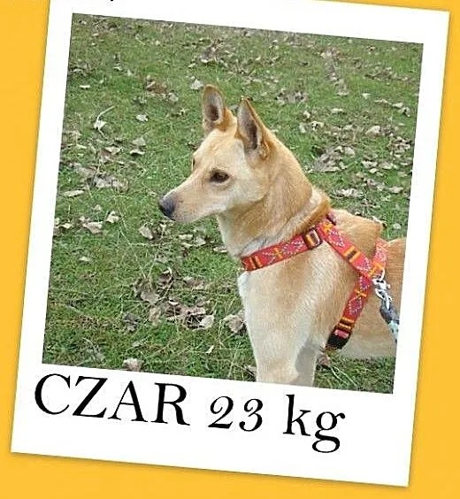CZAR Biszkoptowy 23 kg,łagodny,wesoły,przyjazny pi