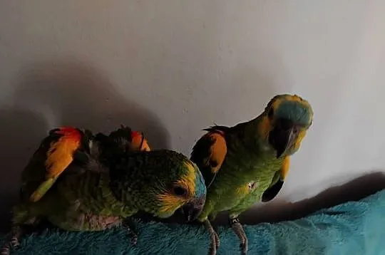 Papugi, Pomorskie, Prabuty