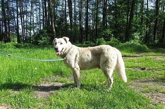 Bruder- duży, biały miś- szuka domu.