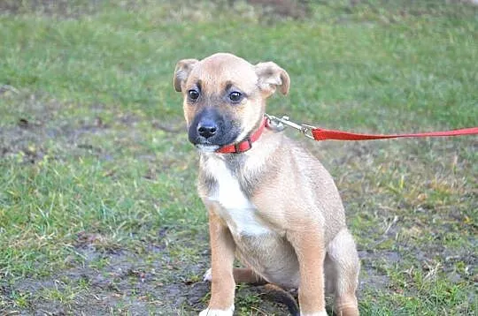 SZCZENIAKI, suczka i pieski, słodkie psiaki do adopcji!