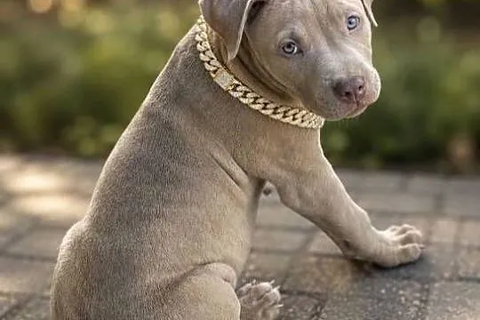 Geisha - American pit bull Terrier, Opolskie, Opole
