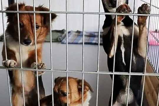 Bardzo chciałabym mieć domek gdzie będę członkiem rodziny, Wielkopolskie, Poznań