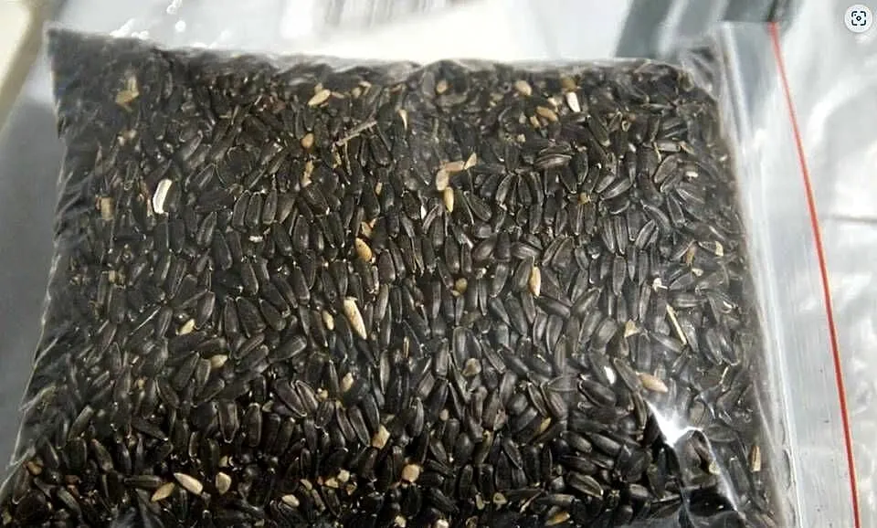 Słonecznik czarny Karma Ziarno Dla Ptaków 10 KG, Warmińsko-mazurskie, Kętrzyn