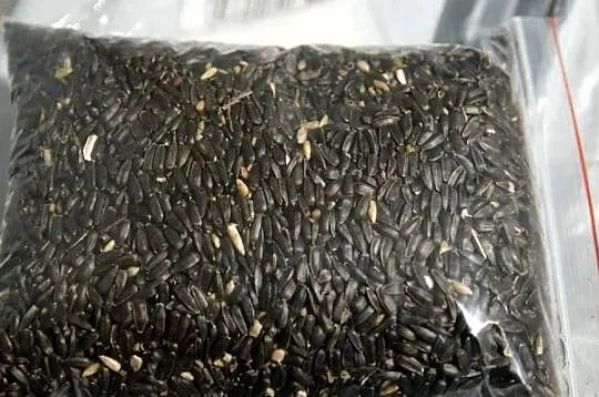 Słonecznik czarny Karma Ziarno Dla Ptaków 10 KG, Warmińsko-mazurskie, Kętrzyn