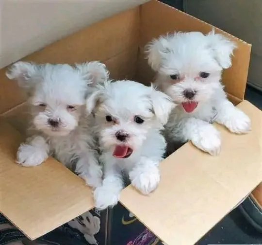 Urocze białe maltańczyki do adopcji e-mail: {{monikabroza829@gmail.com}}, , Elbląg