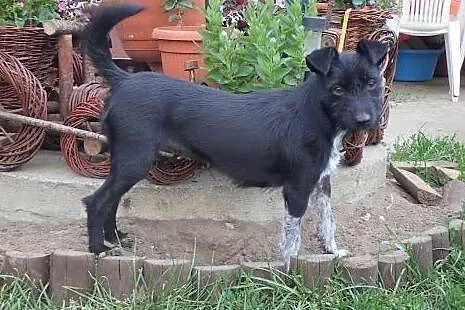 Muszka do adopcji ,  Kundelki cała Polska