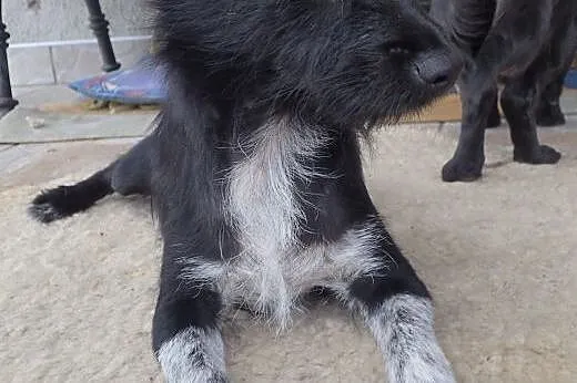 Muszka do adopcji ,  Kundelki cała Polska