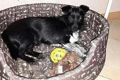 Muszka do adopcji ,  Kundelki cała Polska