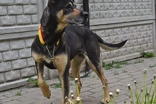 Dakota &#8211; kochająca ludzi bystra psinka d
