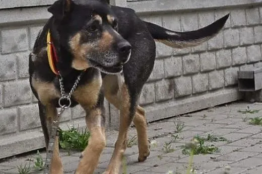 Dakota &#8211; kochająca ludzi bystra psinka d
