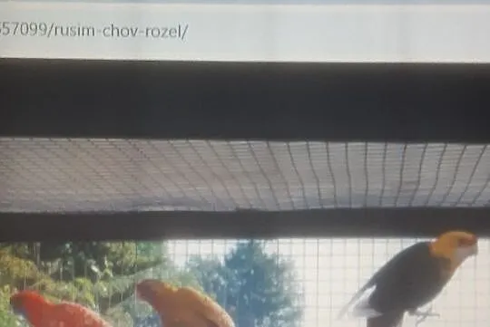 Sprzedam rozele królewskie