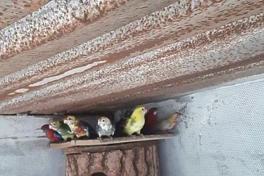 Sprzedam rozele królewskie, Śląskie, Wodzisław Śląski