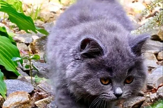 Brytyjski niebieski długowłosy kocurek, Łódzkie, Piorunówek