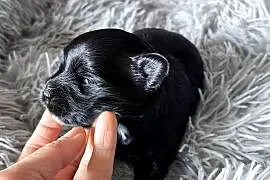 York Black Piesek