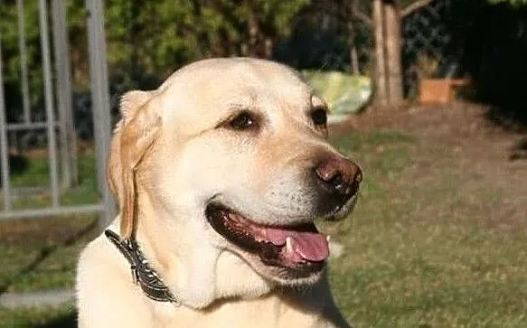 Labrador biszkoptowy-Sunia -Szuka domu, Pomorskie, Gdańsk