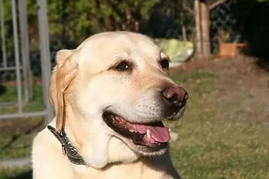 Labrador biszkoptowy-Sunia -Szuka domu, Pomorskie, Gdańsk