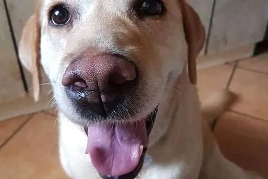 Labrador biszkoptowy-Sunia -Szuka domu, Pomorskie, Gdańsk