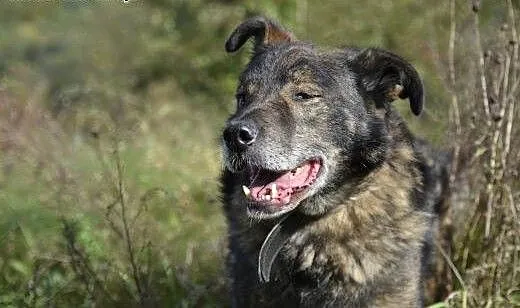 Savi - tęskni za człowiekiem, pomorskie Wejherowo