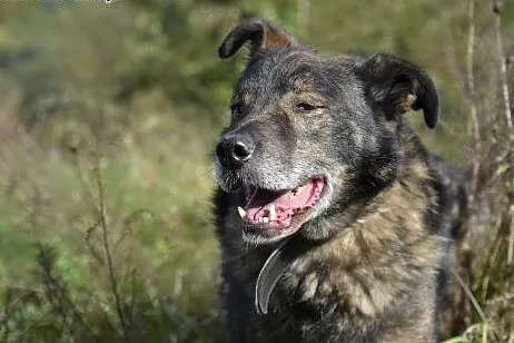 Savi - tęskni za człowiekiem, pomorskie Wejherowo