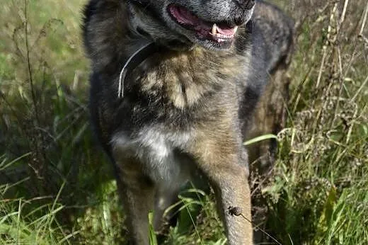 Savi - tęskni za człowiekiem,  pomorskie Wejherowo