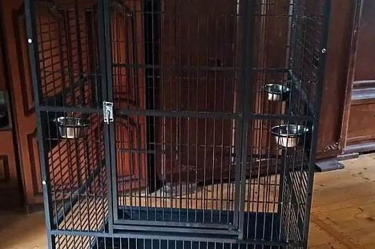 Woliera, klatka dla dużych papug, ary, Świętokrzyskie, Wiślica