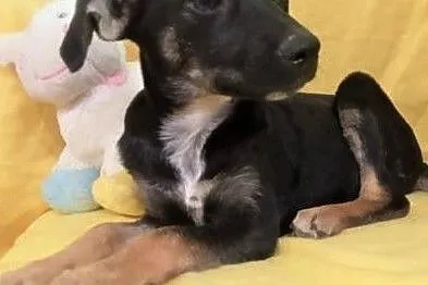 LISA - malutka, 4 miesięczna sunia szuka domu!, Mazowieckie, Warszawa