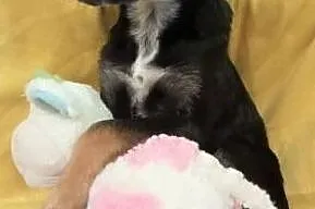 LISA - malutka, 4 miesięczna sunia szuka domu!, Mazowieckie, Warszawa