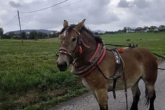 Konie