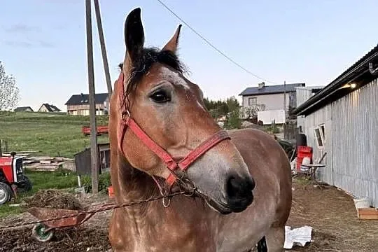 Konie, Małopolskie, Limanowa
