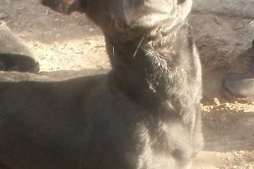 Gacek  czeka z nadzieją na lepszy dzień  ,  mazowi
