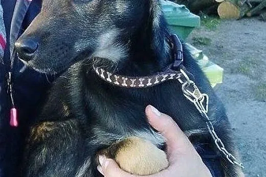 Tina, nieduża suczka szuka wspaniałego domu!,  Kundelki cała Polska