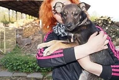 Tina, nieduża suczka szuka wspaniałego domu!,  Kun