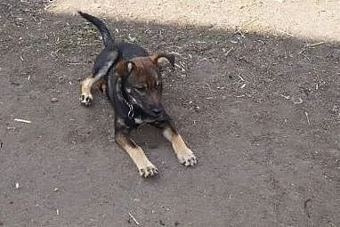 Tina, nieduża suczka szuka wspaniałego domu!,  Kun