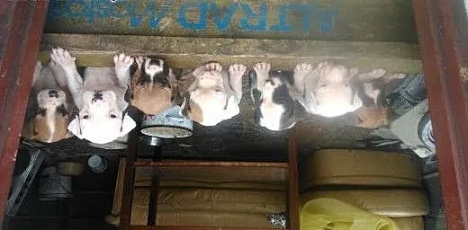 Sprzedam śliczne szczeniaczki rasy Amstaff , świę