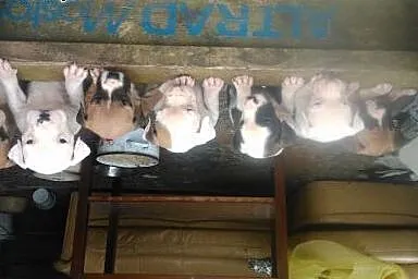 Sprzedam śliczne szczeniaczki rasy Amstaff ,  świę