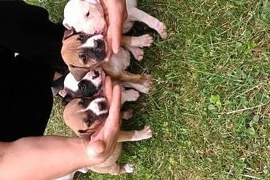 Sprzedam śliczne szczeniaczki rasy Amstaff ,  świę