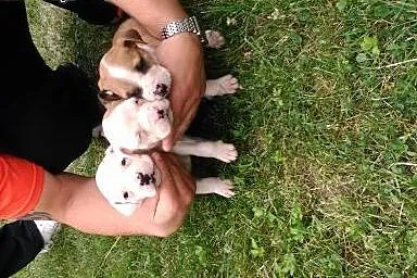 Sprzedam śliczne szczeniaczki rasy Amstaff ,  świę