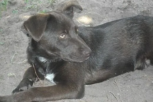 Trzy miesięczny, czekoladowy szczeniak w typie lab